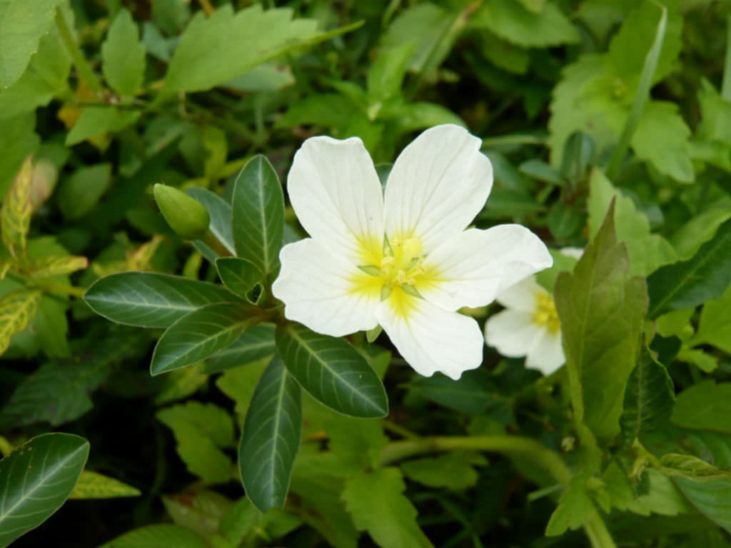 Ludwigia ascendens